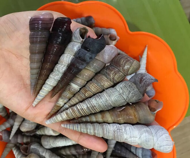 Ốc đinh thường bám vào hốc đá, ăn rêu đá