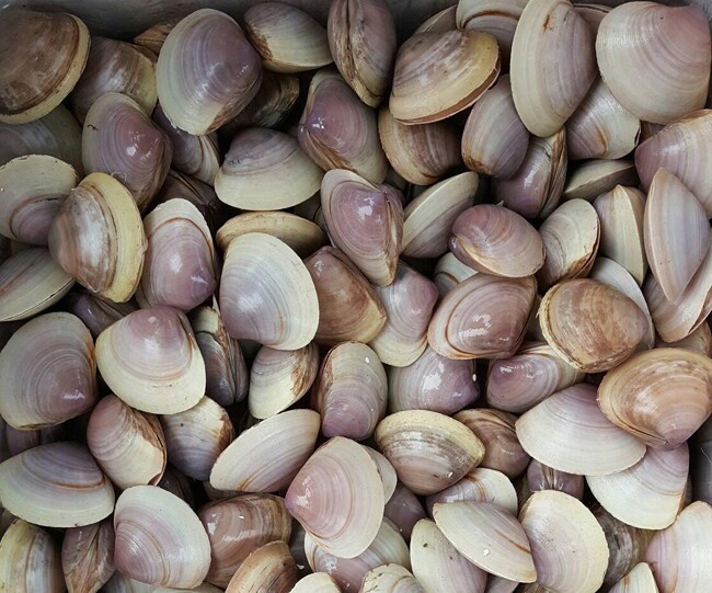 Con vạng có giá 30.000 - 50.000 đồng/kg nhưng không phổ biến như con ngao, chỉ thỉnh thoảng mới có người bán trên chợ mạng