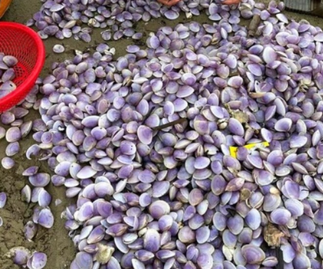 Con vạng có nhiều ở vùng biển Nghệ An, từ vỏ đến ruột đều có màu hồng lạ mắt