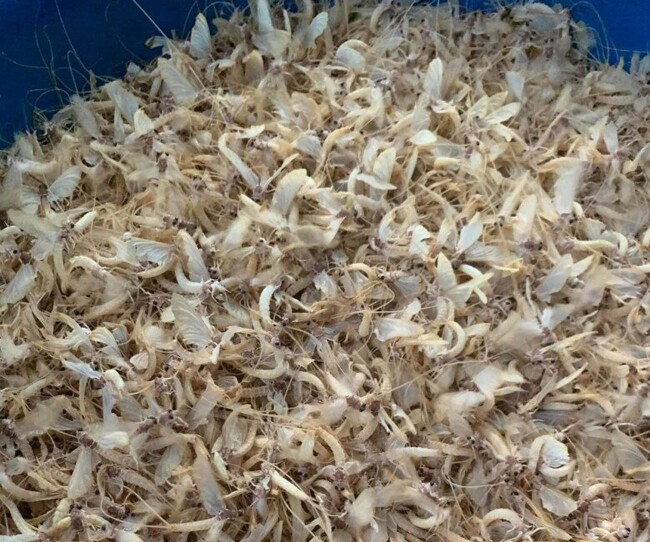 Vật vờ là đặc sản ở ven sông Hồng