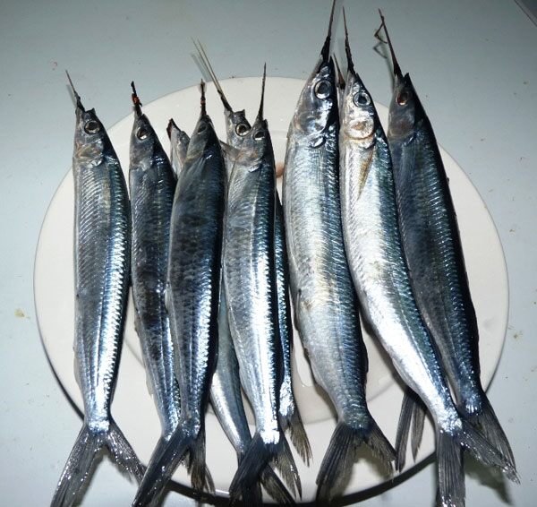 Cá dỗi có thịt thơm ngon, và chỉ xuất hiện một mùa trong năm