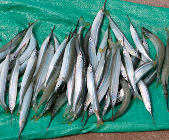 Loài cá này có cái tên lạ, từ xưa đã được người dân miền biển yêu thích