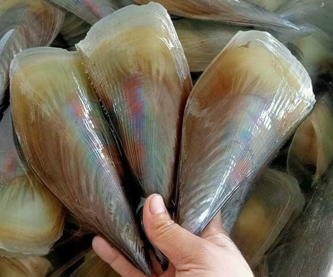 Sò biên mai là đặc sản nổi tiếng ở Phú Quốc