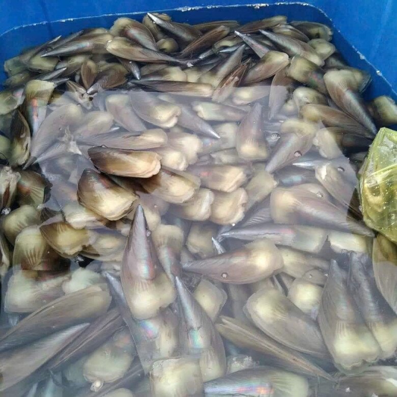 Loài này có hương vị đặc biệt nên được ưa chuộng trong những năm gần đây