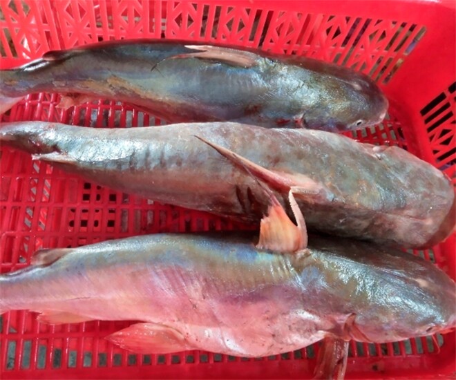 Đặc sản nổi tiếng tên vô cùng lạ mỗi năm chỉ có một mùa dân thành phố ưa chuộng vì hương vị đặc biệt - 1
