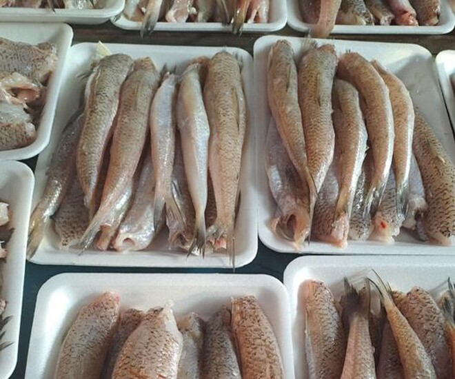 Cá mối là đặc sản ở vùng biển miền Trung, đặc biệt là tại Quảng Ngãi