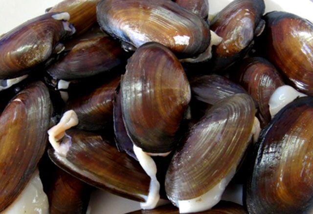 Con phi khá giống con trai nhưng vỏ mỏng hơn, hương vị cũng tương tự nhau