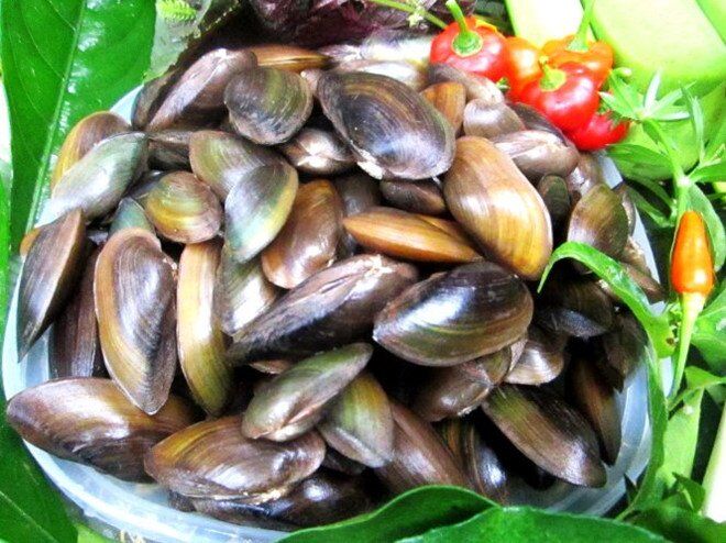 Phi có thể làm thành nhiều món ngon, được các nhà hàng sử dụng để tiếp đãi du khách gần xa
