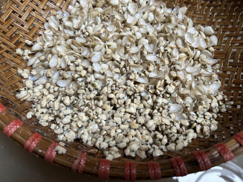 Dắt thường xuất hiện nhiều vào buổi sáng nên thời điểm đó người dân miền biển rủ nhau đi khai thác