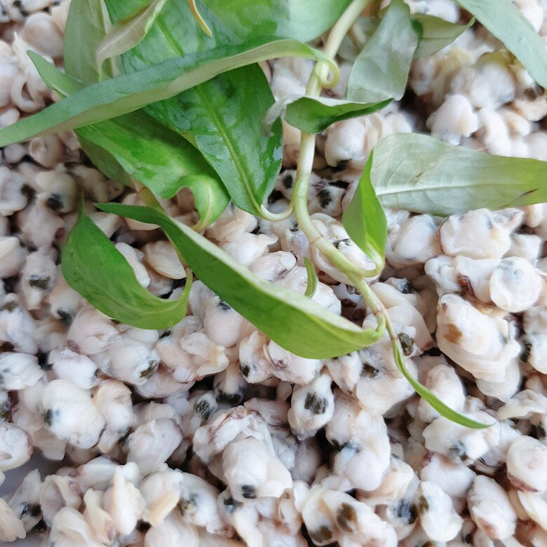 Dắt là món ăn dân dã nhưng thu hút vì thơm ngon và lạ miệng