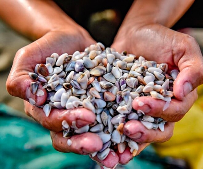 Con dắt là đặc sản ở vùng biển miền Trung, mỗi năm chỉ rộ lên một mùa