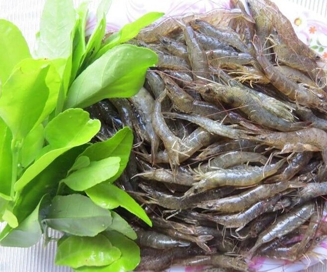 Tôm chỉ vốn sống ở ao hồ, đầm lầy ở các miền quê