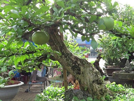 Cây dại cho quả đẹp mắt lên chậu thành bonsai có dáng thế độc lạ, mang lại tài lộc, có cây định giá 150 triệu đồng