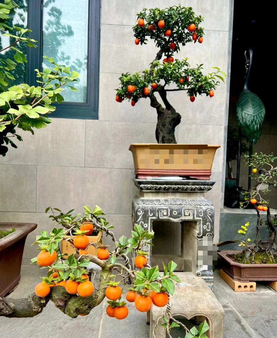 Cây quen thuộc cho quả lúc lỉu đẹp mắt, amp;#34;lên chậuamp;#34; thành bonsai vừa độc lạ vừa mang lại may mắn, có cây giá 900 triệu đồng - 2