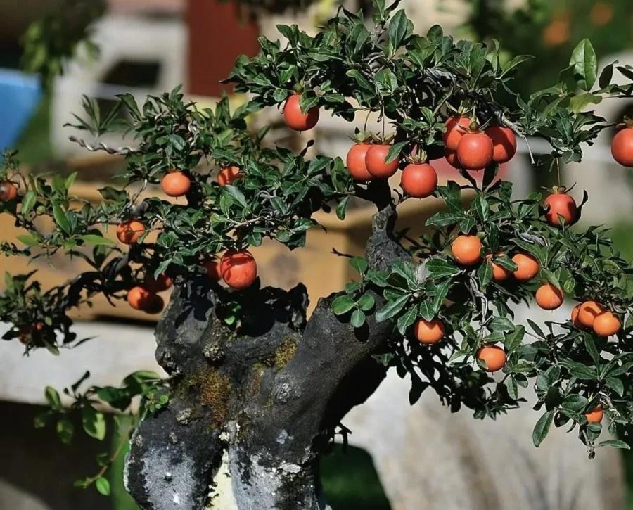 Hồng đá là loại cây được ưa chuộng vào dịp Tết khi mang nhiều ý nghĩa phong thủy. Dù giá thành cao vẫn có nhiều người đặt mua.