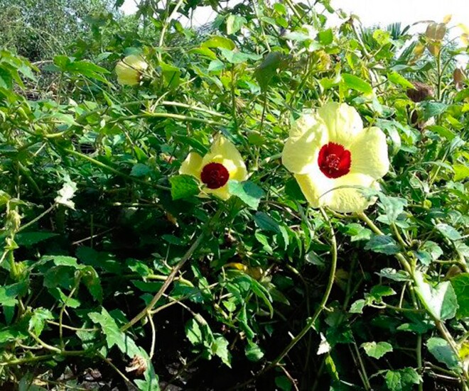 Lá bông vang là nguyên liệu để làm các món canh chua