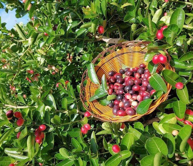 Loại trái cây có cái tên rất lạ, ngày xưa không ai biết đến nhưng giờ đây đã trở thành đặc sản được người dân thành phố ưa chuộng vì hương vị đặc biệt và tốt cho sức khỏe - 4