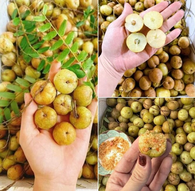 Loại quả mọc dại xưa chín rụng không ai ăn, giờ thành đặc sản lạ ở thành phố, giàu vitamin tốt cho sức khoẻ - 4