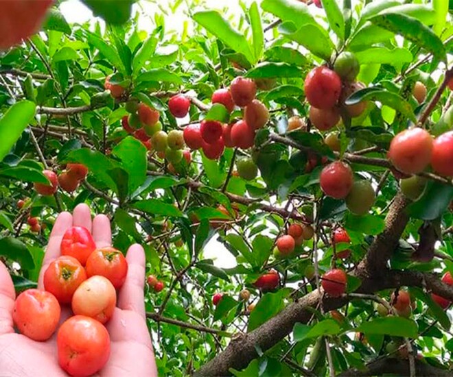 Loại quả dại xưa rụng đầy không ai ngó ngàng, giờ thành món đặc sản khoái khẩu ở thành phố, tốt cho sức khoẻ - 1