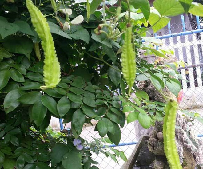 Quả đậu rồng có hình dáng lạ, mấy năm nay được ưa chuộng ở thành phố
