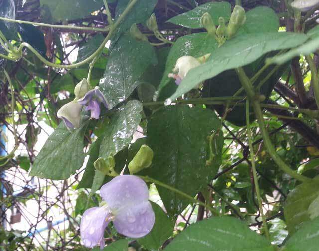 Hiện nay nhiều người trồng đậu rồng ở bờ rào hay ban công 