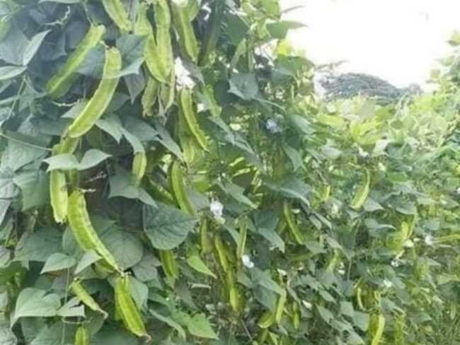 Cây đậu rộng dễ trồng, không cần chăm bón cũng ra sai quả
