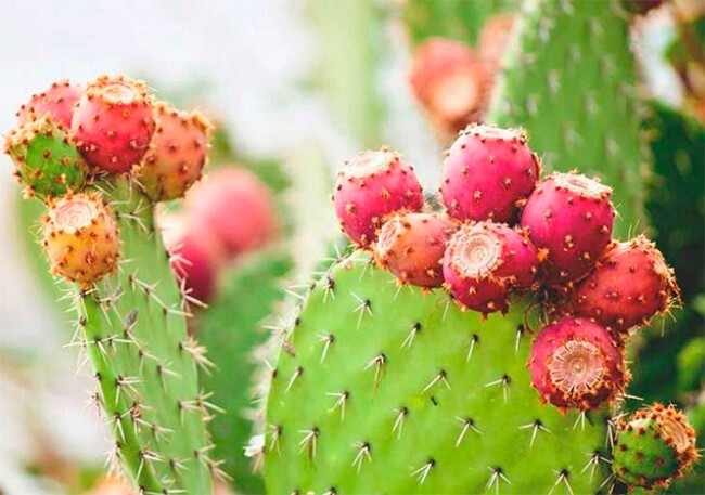 Nhiều nghiên cứu cho thấy quả xương rồng lê gai có nhiều dưỡng chất tốt cho sức khoẻ