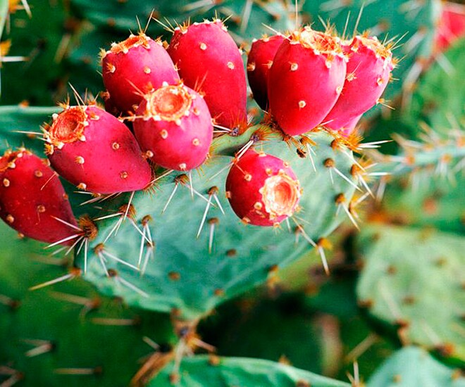 Xương rồng lê gai có ở Ninh Thuận và Bình Thuận