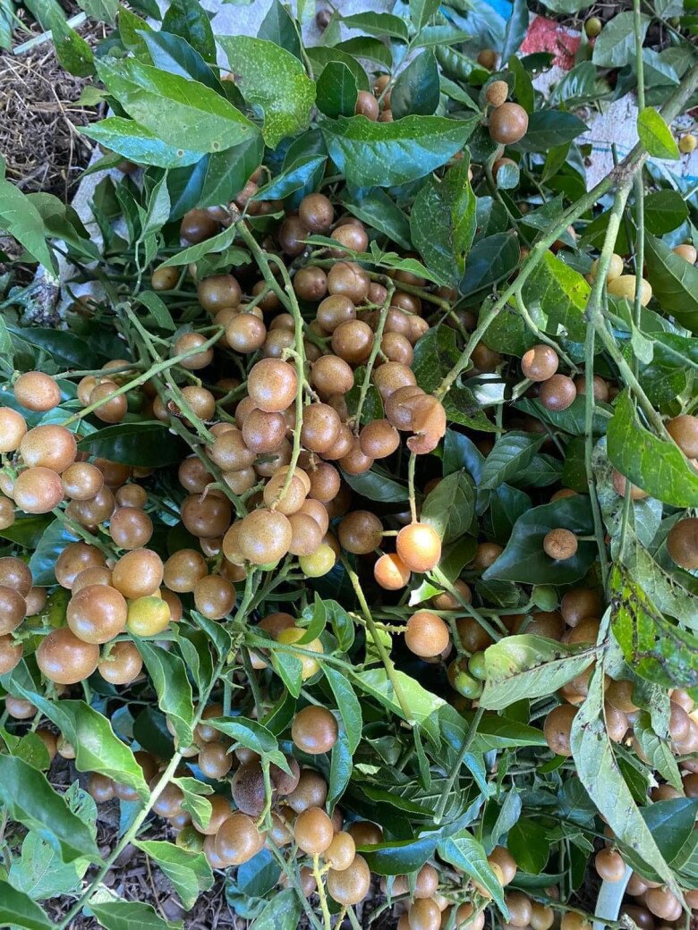 Quất hồng bì từng là quả mọc dại, bây giờ được người thành phố ưa chuộng