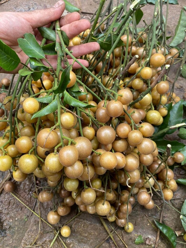 Quả hồng bì có thể sử dụng để làm thành nhiều bài thuốc chữa các bệnh thông thường