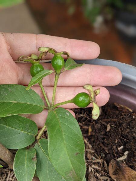 Loại quả xưa không ai biết đến, nay thành đặc sản có hương vị lạ được người thành phố ưa chuộng, 40.000 đồng/kg - 2