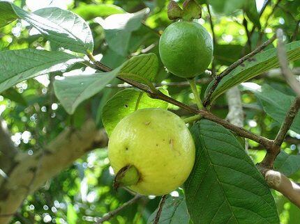 Cây ổi sẻ cho trái quanh năm