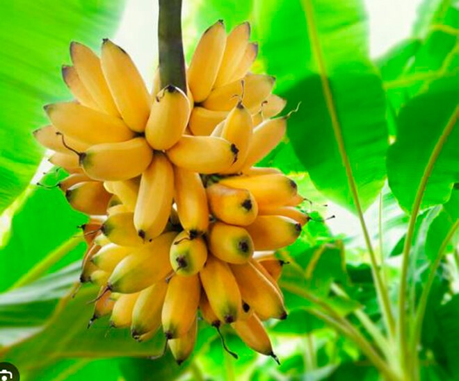 Loại quả rẻ tiền xưa không ai ngó ngàng nay thành món đặc sản có hương vị đặc biệt vang danh khắp nơi - 1