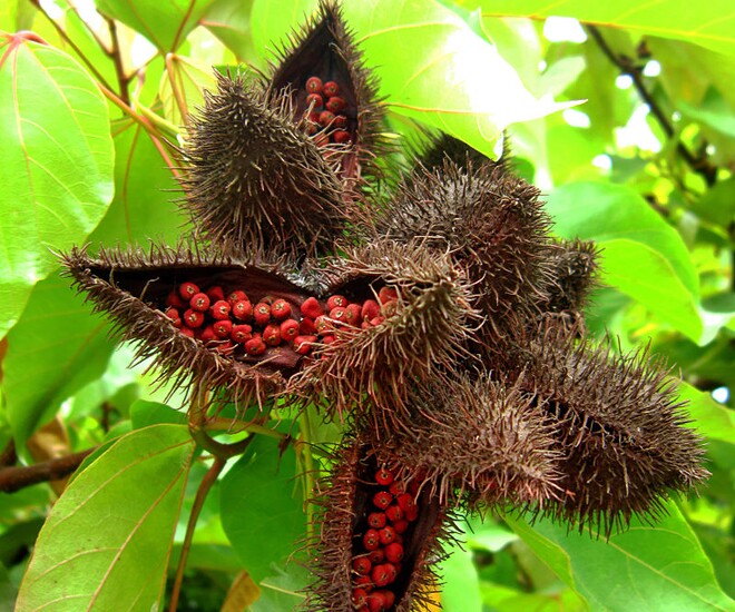 Quả điều nhuộm có nhiều gai, khi chín sẽ tự tách hạt