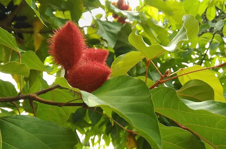 Mỗi quả điều nhuộm cho 30-50 hạt