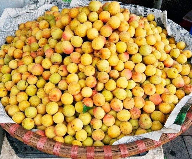 Quả mơ rừng được người thành phố ưa chuộng khi vào mùa