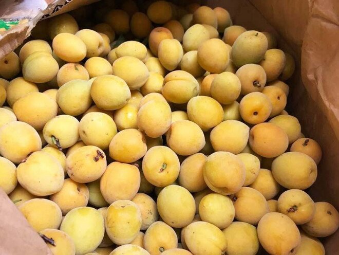 Mơ rừng có vị chua, hơi chát, có thể làm thành nhiều món ngon