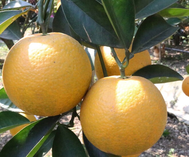 Cam Xã Đoài từng là sản vật tiến vua, nổi tiếng khắp nơi vì hương vị thơm ngon hảo hạng