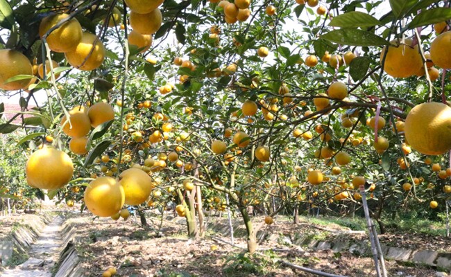 Cam Xã Đoài chỉ trồng ở đất Nghi Diên mới giữ được hương vị vốn có