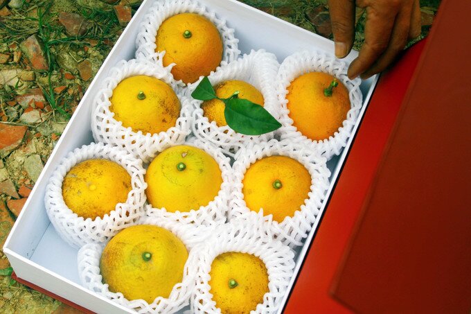 Cam Xã Đoài chủ yếu được bán theo quả, mỗi quả có giá tới 100.000 đồng/kg