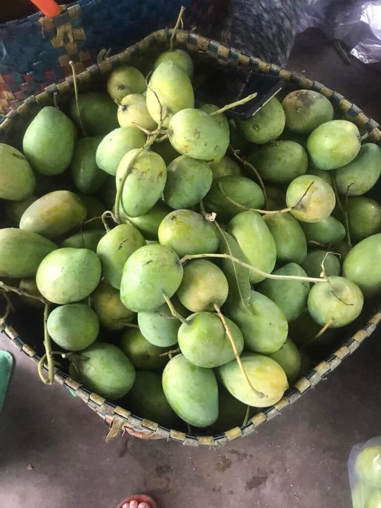 Xoài mủ được bán trên chợ mạng ở Hà Nội với giá khoảng 50.000 đồng/kg