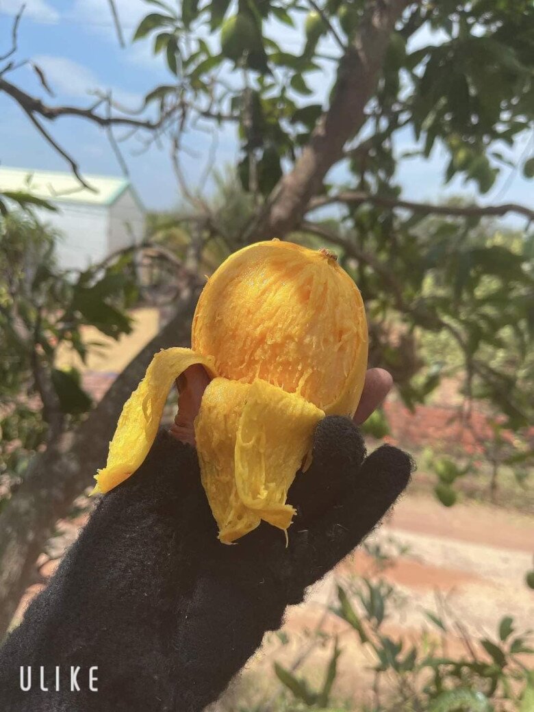 Xoài mủ vừa ngọt vừa thơm, là đặc sản người thành phố ưa chuộng những năm gần đây