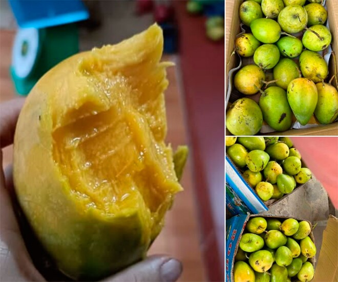 Xoài mủ là giống xoài đặc sản của vùng đất nắng gió Ninh Thuận