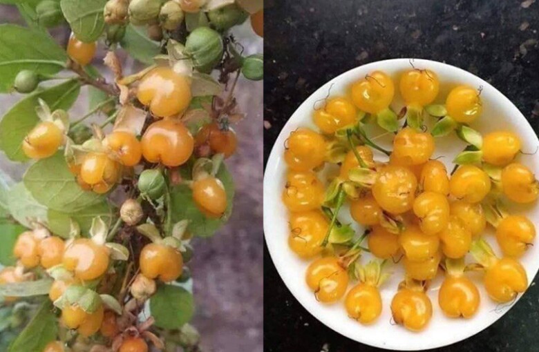 Quả duối mềm ngọt, là đặc sản lạ miệng đối với người thành phố những năm gần đây