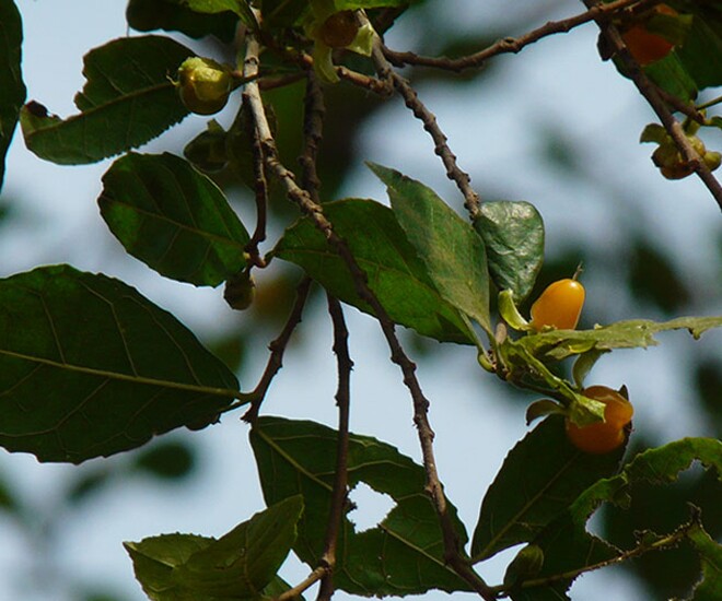 Quả duối vô cùng quen thuộc với những đứa trẻ sinh ra và lớn lên ở các miền quê