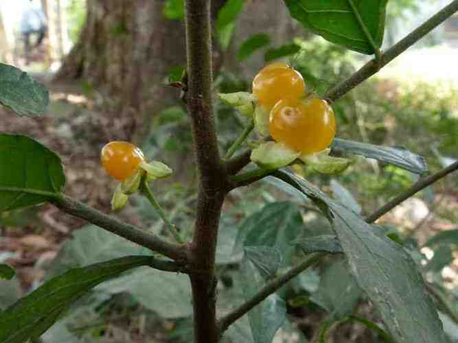 Loại quả xưa amp;#34;nhà nghèoamp;#34; mới ăn, nay thành đặc sản có hương vị lạ được người thành phố ưa chuộng, 30.000 đồng/kg - 3