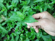 Sức khỏe - Cây dại mọc bờ mương xưa không ai ăn, nay thành đặc sản ở thành phố, vừa lạ vừa tốt cho sức khoẻ