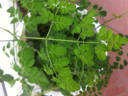 Cây dại mọc bờ bụi có tên rất lạ, xưa ít ai ngó ngàng nay thành đặc sản được ưa chuộng ở thành phố, 100.000 đồng/kg