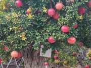 Tin tức - Cây ăn quả quen thuộc lên chậu thành bonsai thu hút tài lộc, quả lúc lỉu đẹp mắt, có cây "hét giá" gần 1 tỷ đồng