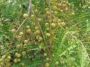 Sức khỏe - Loại quả mọc dại xưa chín rụng không ai ăn, giờ thành đặc sản lạ ở thành phố, giàu vitamin tốt cho sức khoẻ